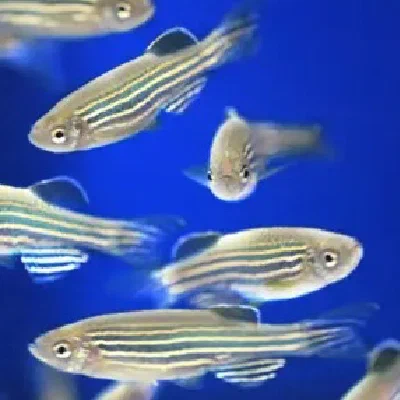 Bahl