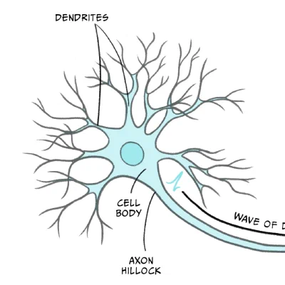 Animal Physiology