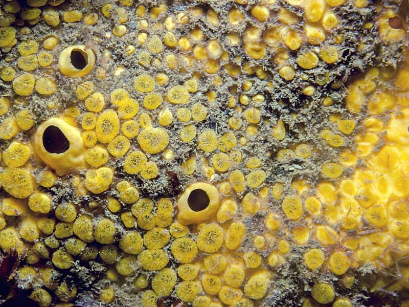 porifera_1-1-1.jpg->description