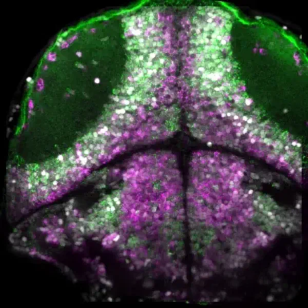 Advanced Course in Behavioral Neurobiology