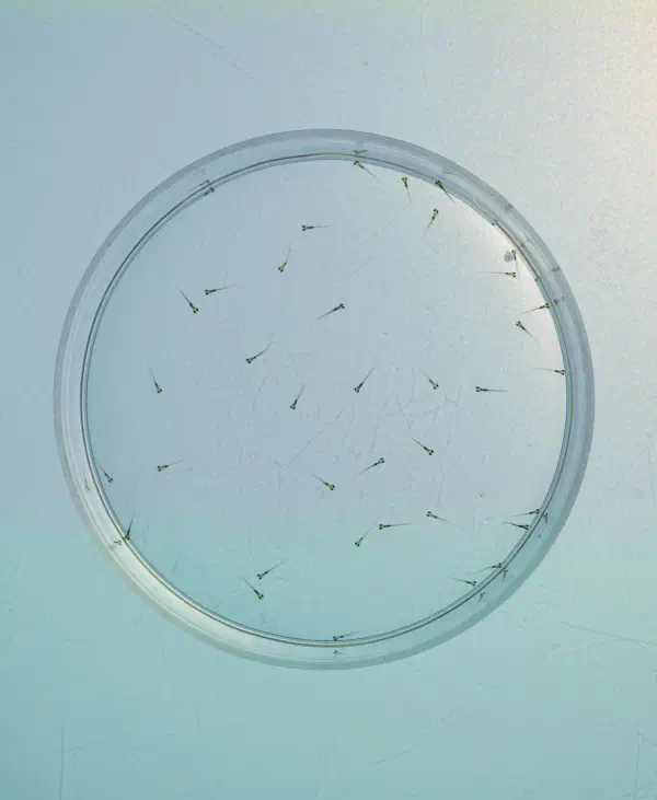 Zebrafish Journal Club